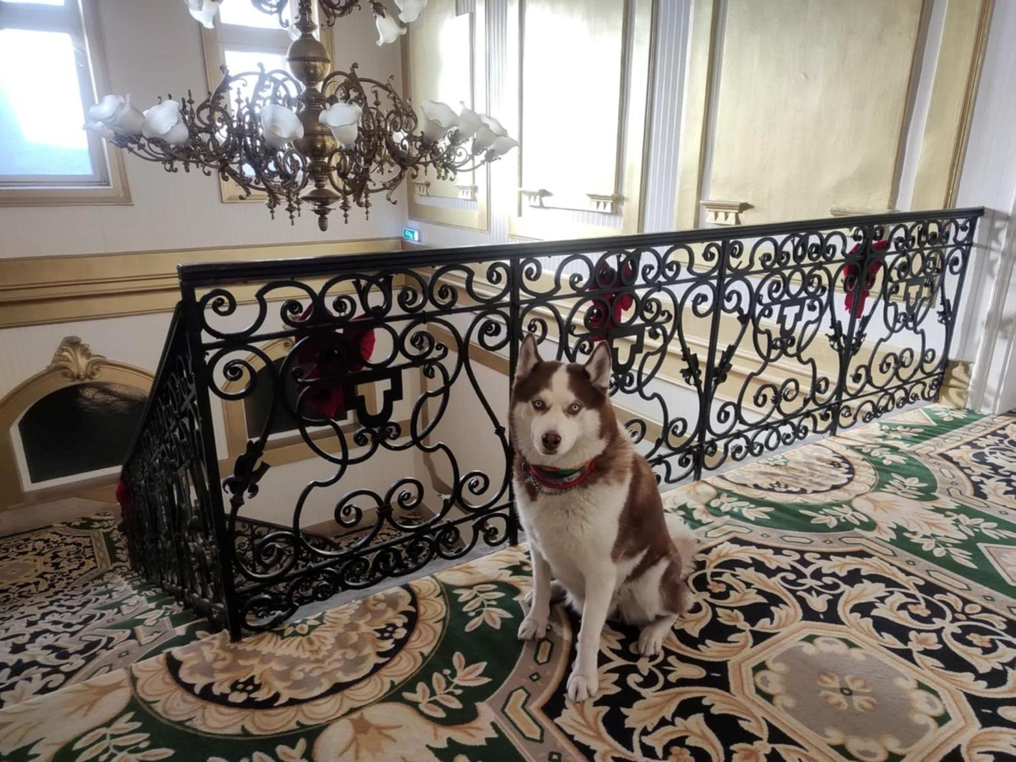 Korona Hotel Nyíregyháza Eksteriør bilde